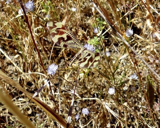 ant-lion